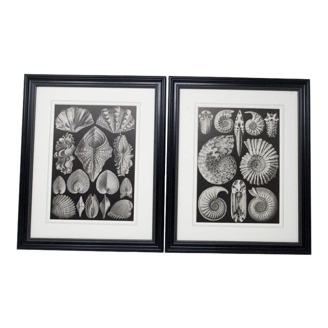 Mid Century Modern Black and White Contemporary Print of Shells, Framed - a Pair For Sale