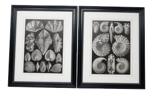 Mid Century Modern Black and White Contemporary Print of Shells, Framed - a Pair