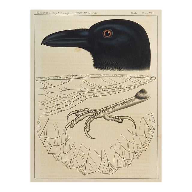 Mid 19th Century Us Pacifc Railroad Crow Raven Lithograph Book Plate For Sale