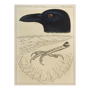 Mid 19th Century Us Pacifc Railroad Crow Raven Lithograph Book Plate
