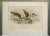 John Gould Turnstone "Strepsilas Interpres" Naturalistic Lithograph circa 1840-1869 For Sale