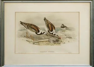 John Gould Turnstone "Strepsilas Interpres" Naturalistic Lithograph circa 1840-1869