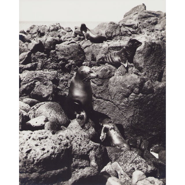 Hanna Seidel, Galápagos Seals, Black and White Photograph, 1960s For Sale - Image 3 of 3