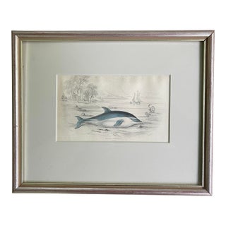 Antique 19th Century Whale/Whaling/Nautical Themed Hand Colored Partial Book Plate/Engraving in Contemporary SilverLeaf Style Frame Option#4 Delphinus For Sale