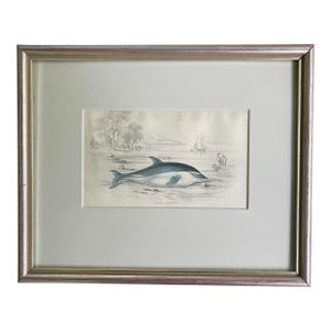 Antique 19th Century Whale/Whaling/Nautical Themed Hand Colored Partial Book Plate/Engraving in Contemporary SilverLeaf Style Frame Option#4 Delphinus