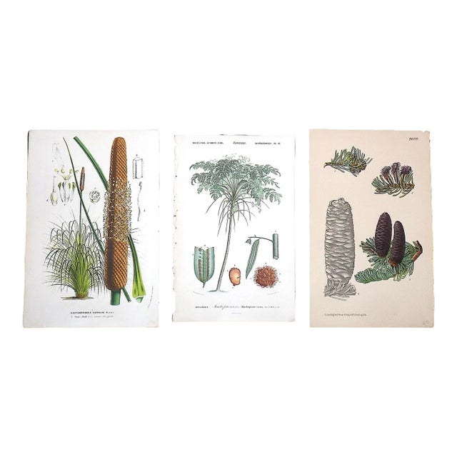 Antique 19th Century Botanical Lithographs - Set of 3 For Sale