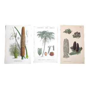 Antique 19th Century Botanical Lithographs - Set of 3