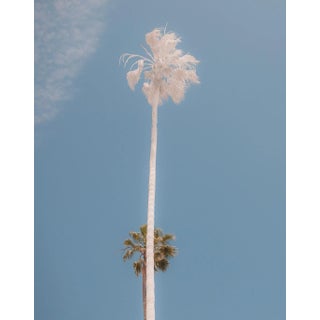 "Rising Together" Los Angeles Palm Trees - Minimalist Contemporary Photograph For Sale
