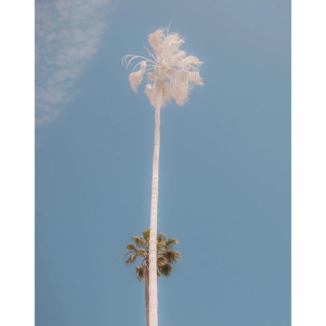 "Rising Together" Los Angeles Palm Trees - Minimalist Contemporary Photograph For Sale