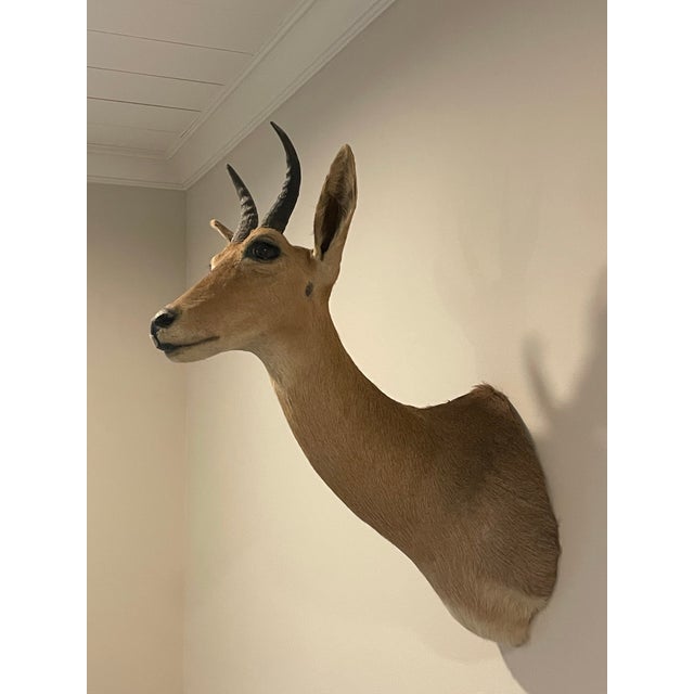 Gorgeous Reedbuck taxidermy shoulder mount, featuring a great hide, terrific hair, and a nice set of horns. The Reedbuck...
