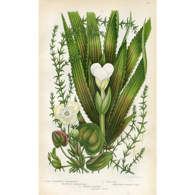 Original antique botanical print from an 1870s folio of the flowering plants of Great Britain. Based on an illustration by...