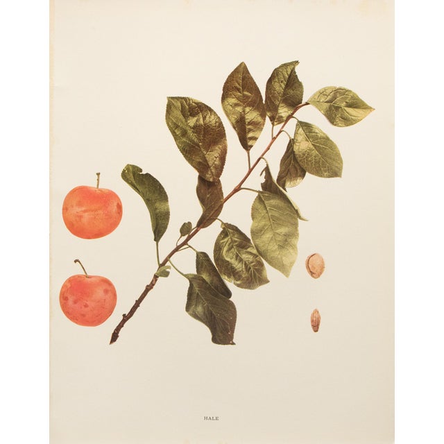 Paper 1900s U. P. Hedrick, Original Antique Photogravure of Hale Plums For Sale - Image 7 of 7