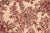 Shabby Chic Shabby Chic Trellis 1990's Pak-Persian Ivory/Red Wool Rug - 6'0'' X 9'3'' For Sale - Image 3 of 9