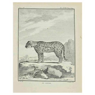 Juste Chevillet, Le Jaguar, Etching, 1771 For Sale