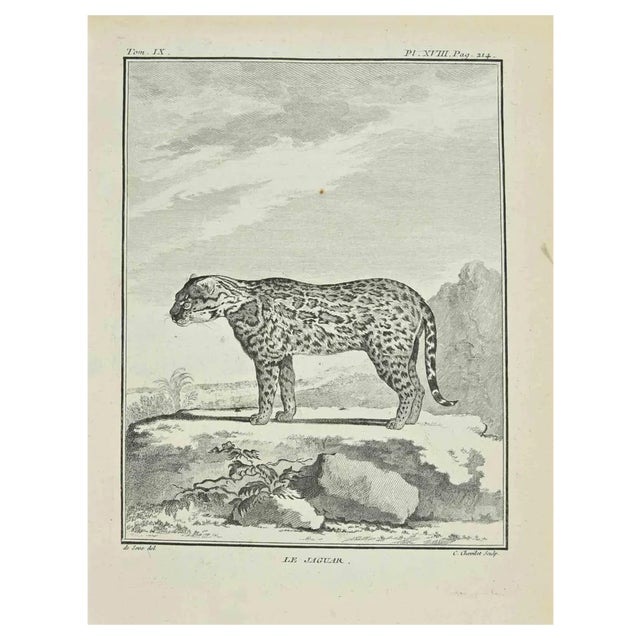 Juste Chevillet, Le Jaguar, Etching, 1771 For Sale