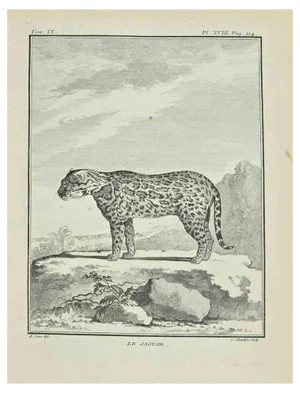Juste Chevillet, Le Jaguar, Etching, 1771