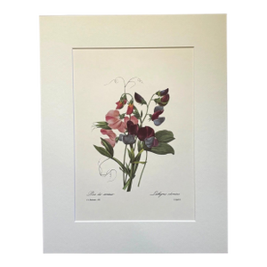 Vintage Pierre-Josephe Redouté Print in 14x18 Mat "Pois de senteur" - Sweet Pea