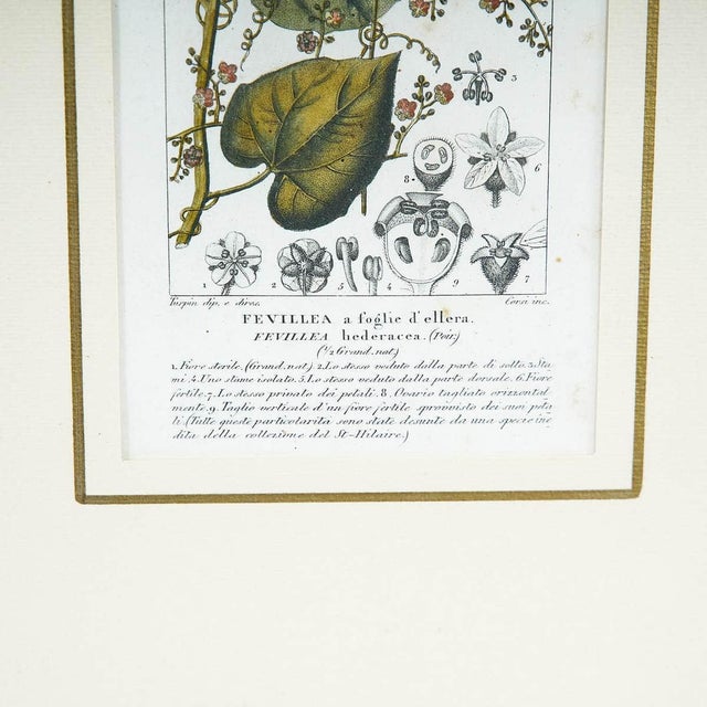 Vintage Botanical Print in Elegant Frame by Fevillea