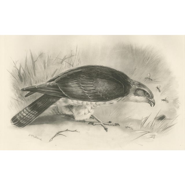 Lilian M. Medland, Honey Buzzard Bird, 1908, Monochrome Ornithological Plates, Set of 2 For Sale - Image 10 of 11