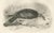Lilian M. Medland, Honey Buzzard Bird, 1908, Monochrome Ornithological Plates, Set of 2 For Sale - Image 10 of 11