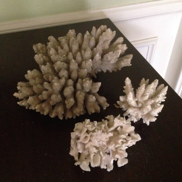 Vintage Natural Coral Pieces Set of 3 Chairish