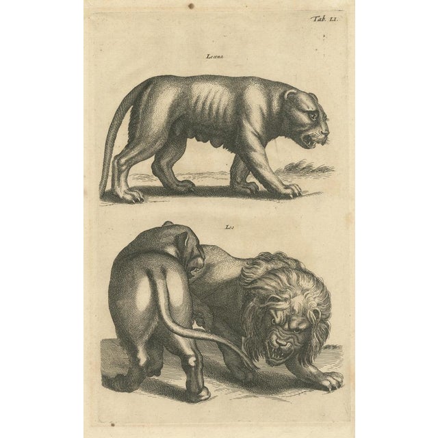 Johnston, Lion and Lioness, 1657, Print For Sale - Image 3 of 6