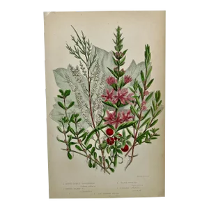 Antique Hand Colored Botanical Print/ Illustration From W Dikes Co of Spiked Purple Loosestrife, Water Purslane and Others From England - Circa 1870