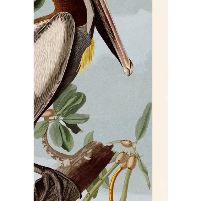 Illustration Brown Pelican Print in Black Veneer With Silver Edge Moulding, After Audubon For Sale - Image 3 of 8