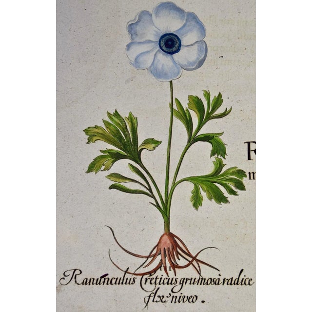 Basilius Besler Buttercup Flowers: A Besler 18th Century Hand-colored Botanical Engraving, 1713 For Sale - Image 4 of 9