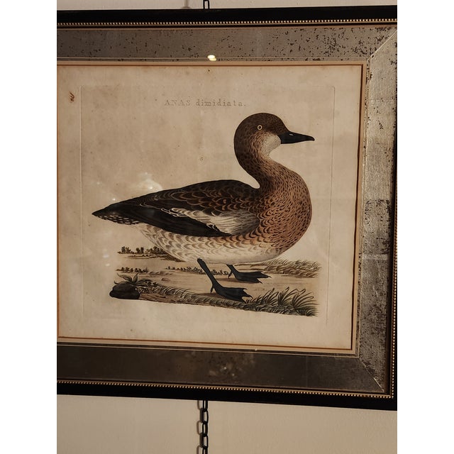 18th Century Set of Three Duck Engraving Prints From the Nederlandsche Vogelen (Dutch Birds) For Sale - Image 12 of 12