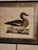 18th Century Set of Three Duck Engraving Prints From the Nederlandsche Vogelen (Dutch Birds) For Sale - Image 12 of 12