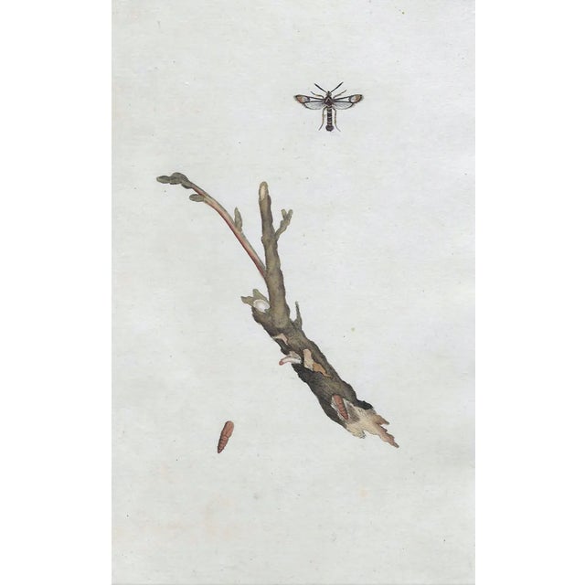 From a group 19th century hand colored engravings of insects removed from a volume on entomology aka bugs. Combined...