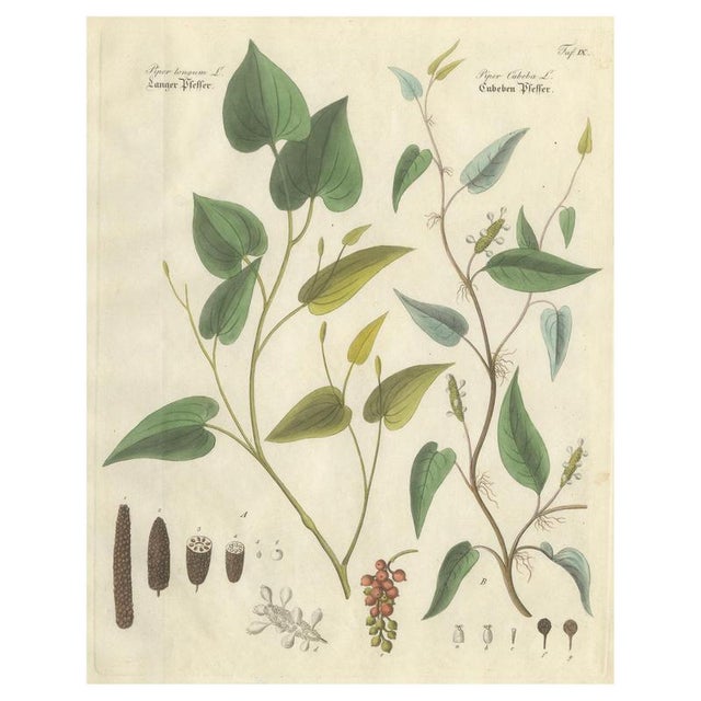 Piper Species, 1800s, Paper For Sale - Image 10 of 10