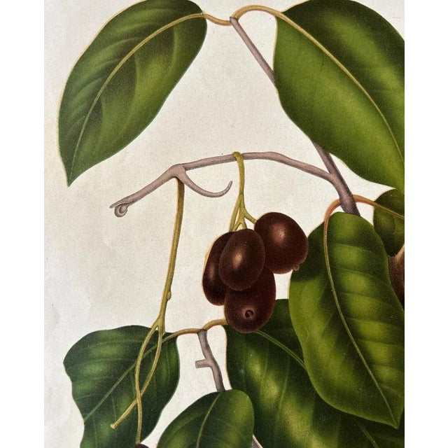 Hoola Van Nooten, Sizygium Jambolanum Java Plum, 1863, Lithograph For Sale - Image 6 of 10