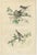 Set of three antique bird prints titled 'Blackcap - Grey Warbler' - Pigeons - Turtle Dove - Blue Tit - Crested Tit - Tree...
