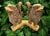 Wood Vintage Hand Carved Architectural Chinese Guardian Lions “Foo Dogs” Console Table Circa 1970s For Sale - Image 7 of 9