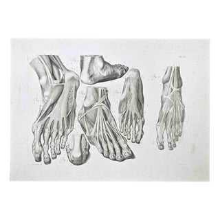 Pietro Bartoli, Anatomy of Foot, 1810, Etching For Sale
