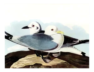 Audubon 10, Unframed Artwork