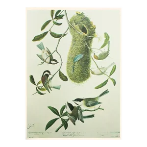 1966 Vintage Cottage Print "Chestnut-Backed Titmouse" After John James Audubon