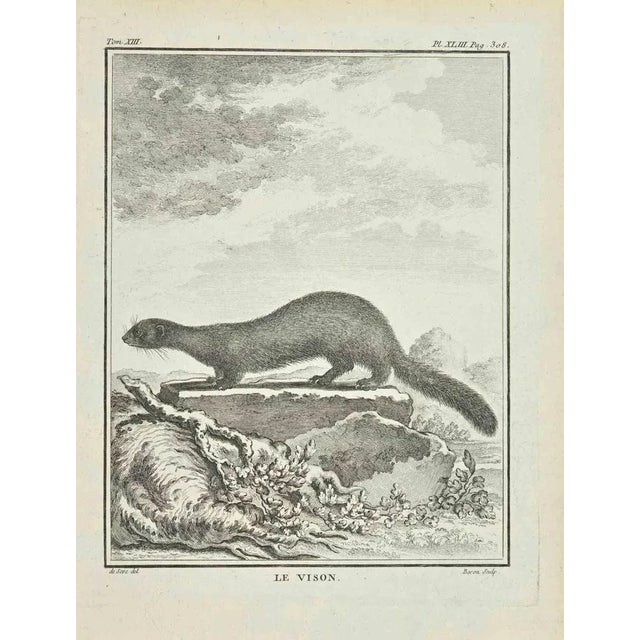 La Vison is an etching realized by Jacques Baron in 1771. It belongs to the suite "Histoire Naturelle de Buffon". The...