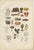Common Stinkhorn and Other Mushrooms, 1875, Paper, Set of 6 For Sale - Image 8 of 9