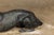 Realism J.W Fiske Iron Greyhound Dog Sculptures, Late 19th Century New York, a Pair For Sale - Image 3 of 12