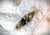 Art Deco Art Deco Tan and Brown Celluloid Seed Pearl Flower Brooch Bar Pin For Sale - Image 3 of 11
