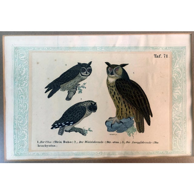 Framed lithograph of 3 owls in frame with Latin names at the bottom within a pale aqua border. Germany. Dimensions:...