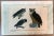 Framed lithograph of 3 owls in frame with Latin names at the bottom within a pale aqua border. Germany. Dimensions:...