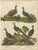 Longman, Hurst, Rees, Orme & Brown, Gallinae Plate IV, Poultry, 1811, Print For Sale