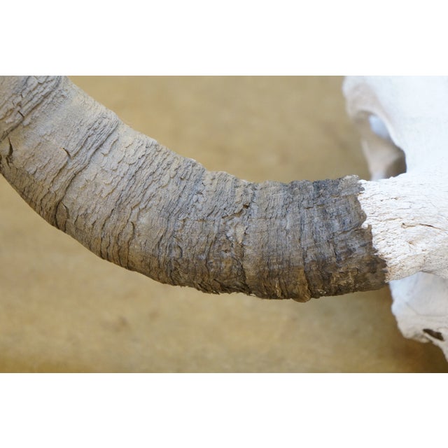White Western Southwestern Longhorn Cow Bull Steer Skull Horns Taxidermy 26" For Sale - Image 8 of 16