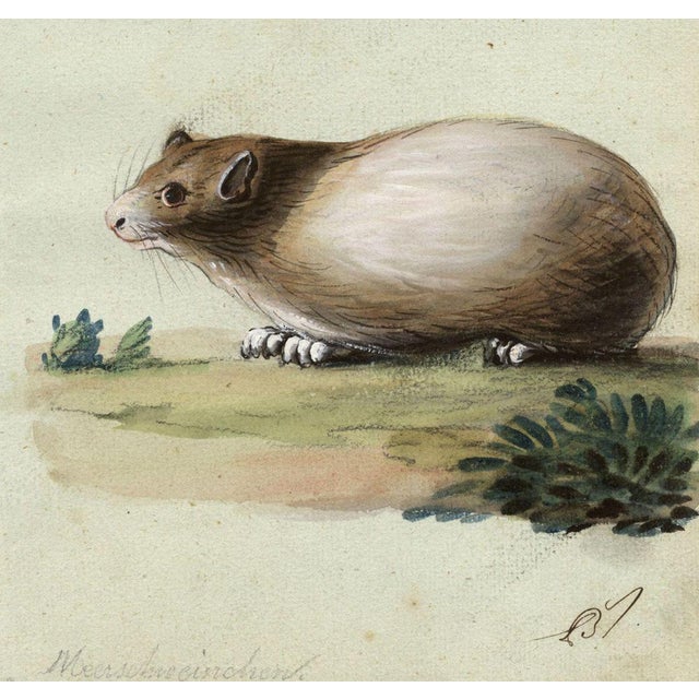 An original c.1820 gouache painting, Leopold Billek, Guinea Pig (Meerschweinchen).A captivating original drawing by the...