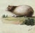 An original c.1820 gouache painting, Leopold Billek, Guinea Pig (Meerschweinchen).A captivating original drawing by the...