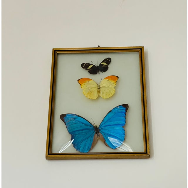Butterflies Specimens in a Conflex Glass Frame For Sale - Image 4 of 6